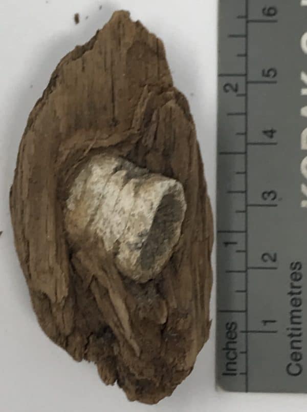 Very Nice Original Civil War Bullet Embedded In Wood Recovered At The