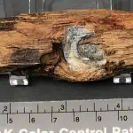 civil war bullet in wood for sale