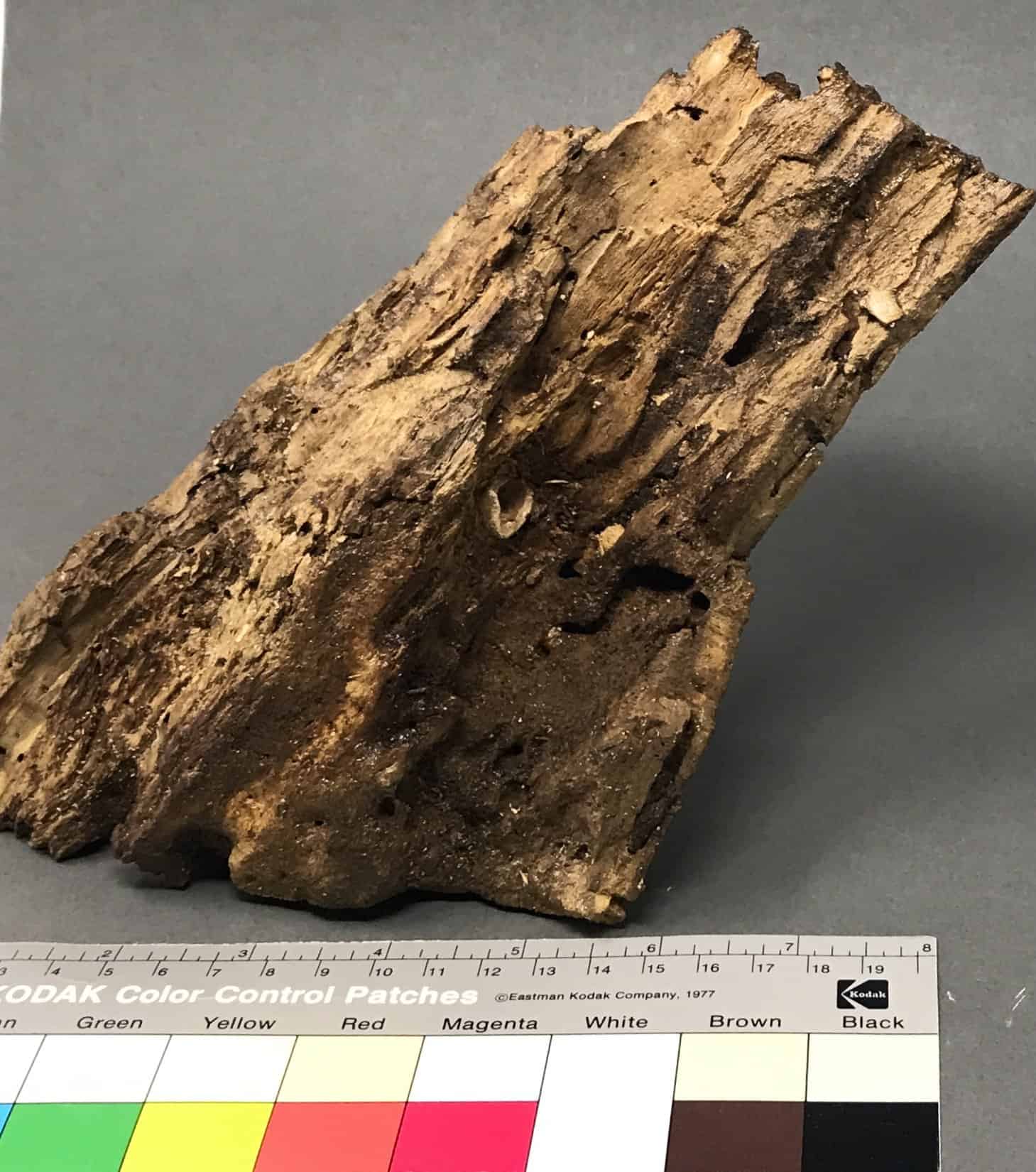 Very Nice Original Civil War Bullet Imbedded In Wood Recovered At ...