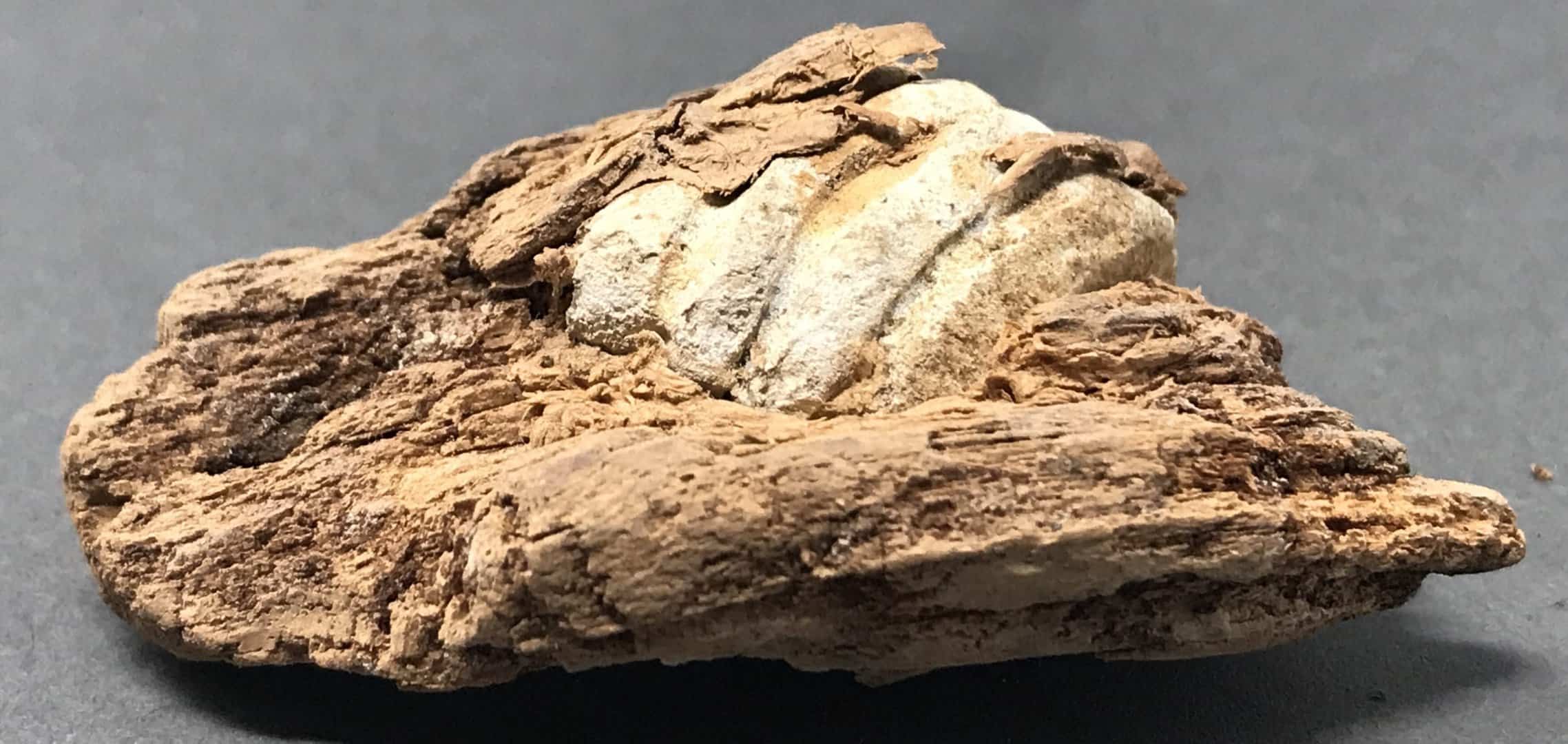 Civil War Bullet in Wood from Culp's Hill, Gettysburg | Gettysburg Museum